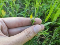 Medicago falcata
