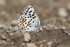 Euphilotes heracleoides