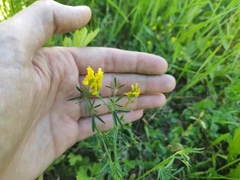 Medicago falcata