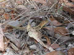 Diporiphora australis