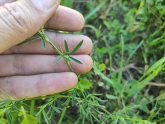 Medicago falcata