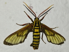 Isanthrene cazador