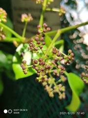 Heptapleurum ellipticum