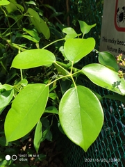 Heptapleurum ellipticum