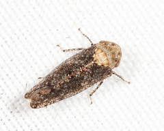 Paraphlepsius collitus