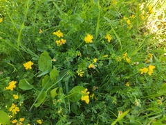 Lotus corniculatus