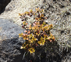 Gaultheria colensoi
