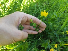 Lotus corniculatus