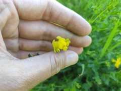 Lotus corniculatus