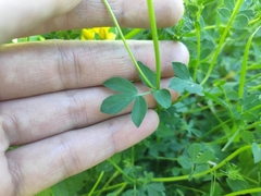 Lotus corniculatus