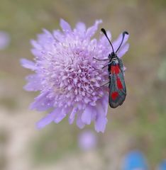 Zygaena sarpedon