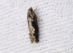 Gretchena watchungana