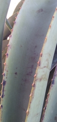 Aloe thraskii