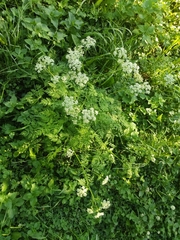 Anthriscus sylvestris