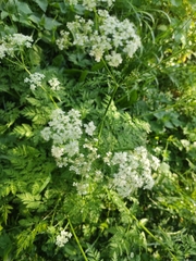 Anthriscus sylvestris