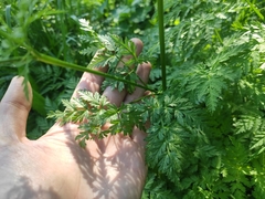 Anthriscus sylvestris