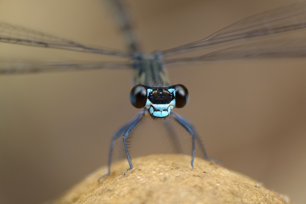 Caledopteryx maculata