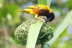 Golden-Backed Weaver photo 4