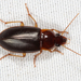 Cleveland Harp Ground Beetle - Photo (c) Tom Murray, some rights reserved (CC BY-NC), uploaded by Tom Murray