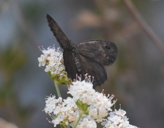 Cercyonis sthenele behrii