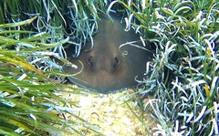 Common stingray