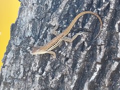 Anolis lineatus