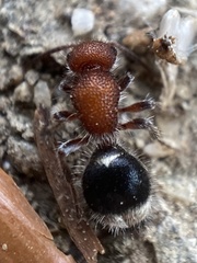 Cystomutilla ruficeps