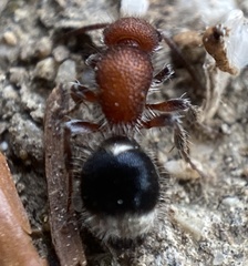 Cystomutilla ruficeps