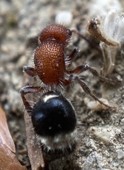 Cystomutilla ruficeps