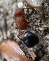 Cystomutilla ruficeps