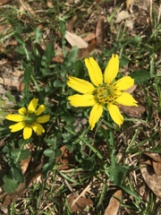 Berlandiera subacaulis