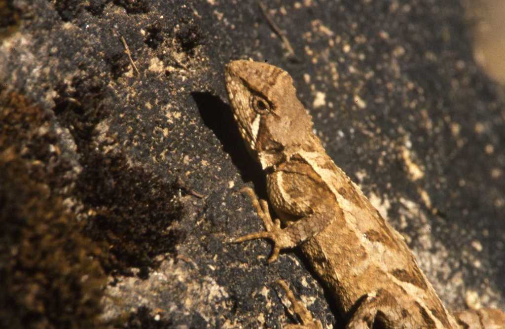 Greater Forest Agama