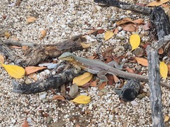 Cnemidophorus murinus