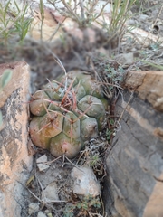 Thelocactus hexaedrophorus hexaedrophorus