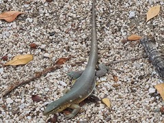 Cnemidophorus murinus