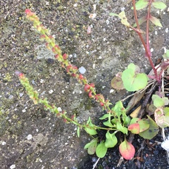 Rumex scutatus