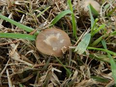 Singerocybe clitocyboides