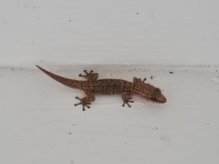 Dutch Leaf-Toed Gecko photo 4