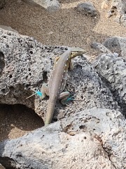 Cnemidophorus murinus