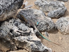 Cnemidophorus murinus