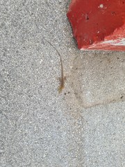 Cnemidophorus murinus