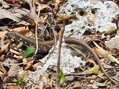 Cnemidophorus murinus