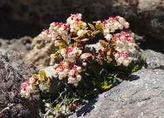 Gaultheria colensoi