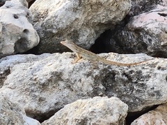 Anolis lineatus