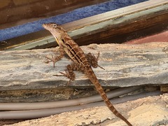 Anolis lineatus