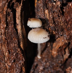 Mycena carmeliana