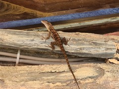 Anolis lineatus