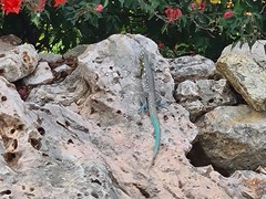 Cnemidophorus murinus