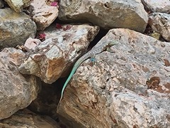 Cnemidophorus murinus