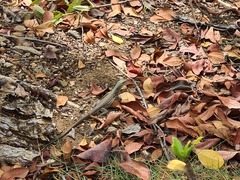 Cnemidophorus murinus